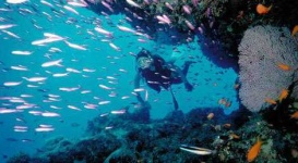 image of coral_reef
