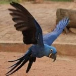 image of lears_macaw #9