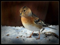 image of brambling