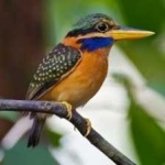 image of rufous_kingfisher #33