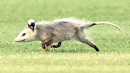 image of possum #8