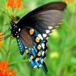 image of animal