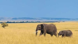 image of grassland