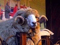image of ram