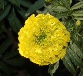 image of flower