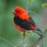 image of bird