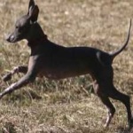 image of animal