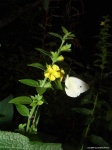 image of cabbage_butterfly