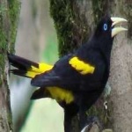 image of bird