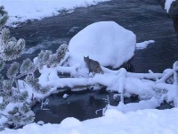 image of lynx