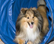image of shetland_sheepdog