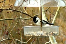 image of chickadee