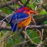 image of bird