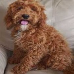 image of animal