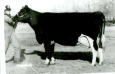 image of animal