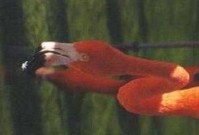 image of animal