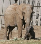 image of african_elephant