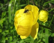 image of flower