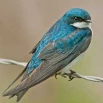 image of bird