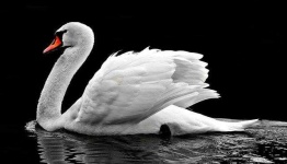 image of swan #7
