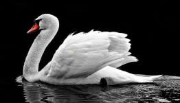 image of swan