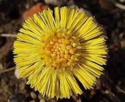 image of flower