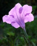 image of mexican_petunia #16