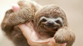 image of sloth
