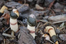 image of stinkhorn