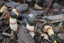 image of stinkhorn #4