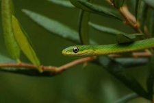 image of green_snake #33