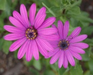 image of flower