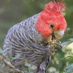 image of bird