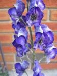 image of flower