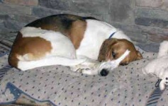 image of english_foxhound