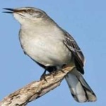 image of bird