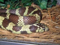 image of king_snake