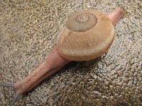 image of snail