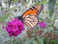 image of monarch