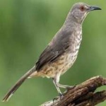 image of bird