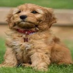 image of animal