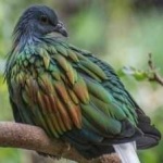 image of bird