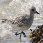 image of bird