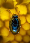 image of beetle #40