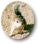 image of fox_squirrel
