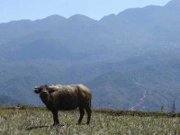 image of water_buffalo #32