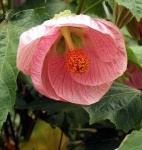 image of flower