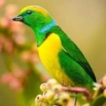 image of bird