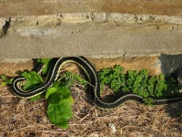 image of garter_snake #8