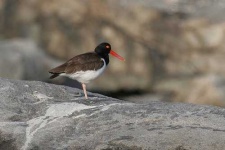 image of oystercatcher